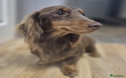 Dachshund dogs for sale: 3 beautiful long hair daschund puppies - Image 8