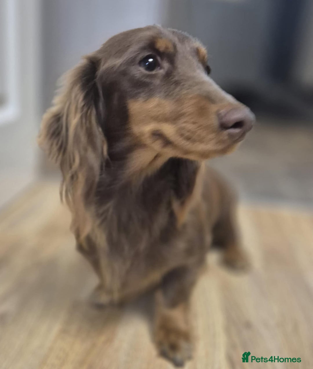 Dachshund dogs for sale: 3 beautiful long hair daschund puppies - Image 8