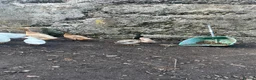 Ducks poultry for sale: Two call duck cross mallard drakes - Advert 8