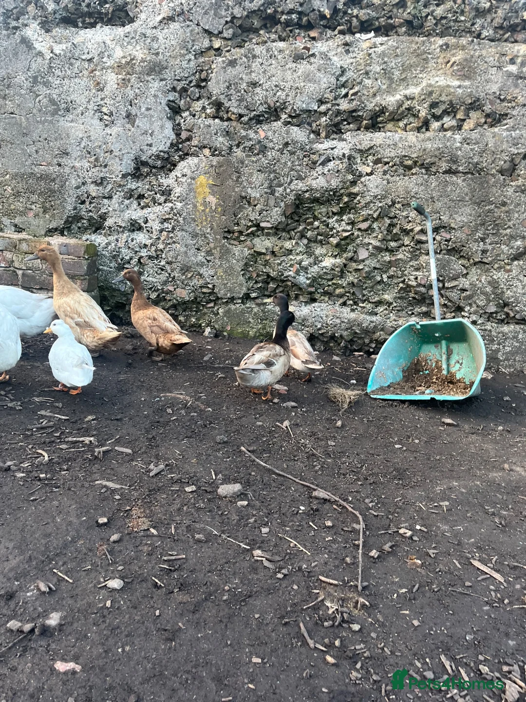Ducks poultry for sale: Two call duck cross mallard drakes - Advert 8