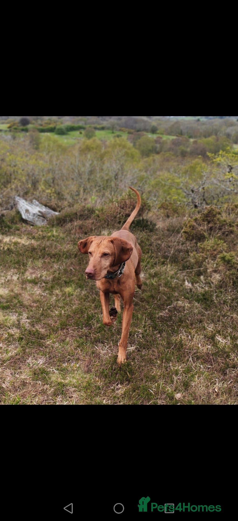 Hungarian Vizsla dogs Beautiful pedigree Hungarian vizsla litter of 9  - Advert 1