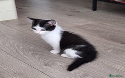 Mixed Breed cats for sale: Gorgeous male kitten, full of personality! - Image 3