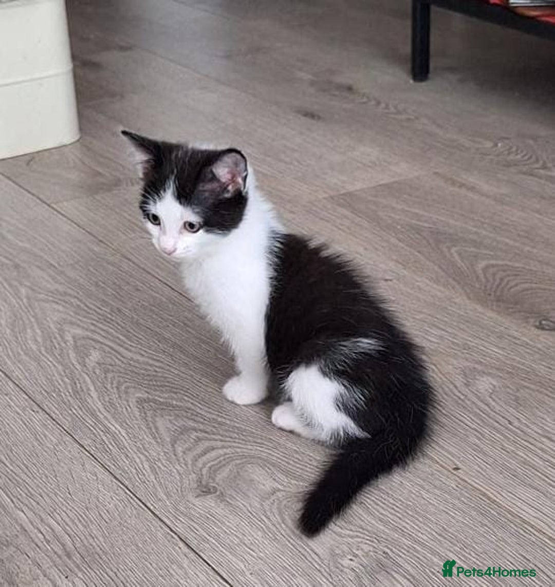 Mixed Breed cats for sale: Gorgeous male kitten, full of personality! - Image 3