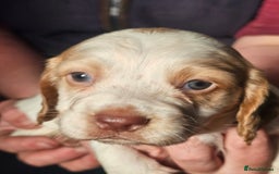 Sprocker dogs for sale: 2 sprocker bitches left - Image 1
