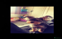 Yorkshire Terrier dogs for sale: Dog for sale - Image 1