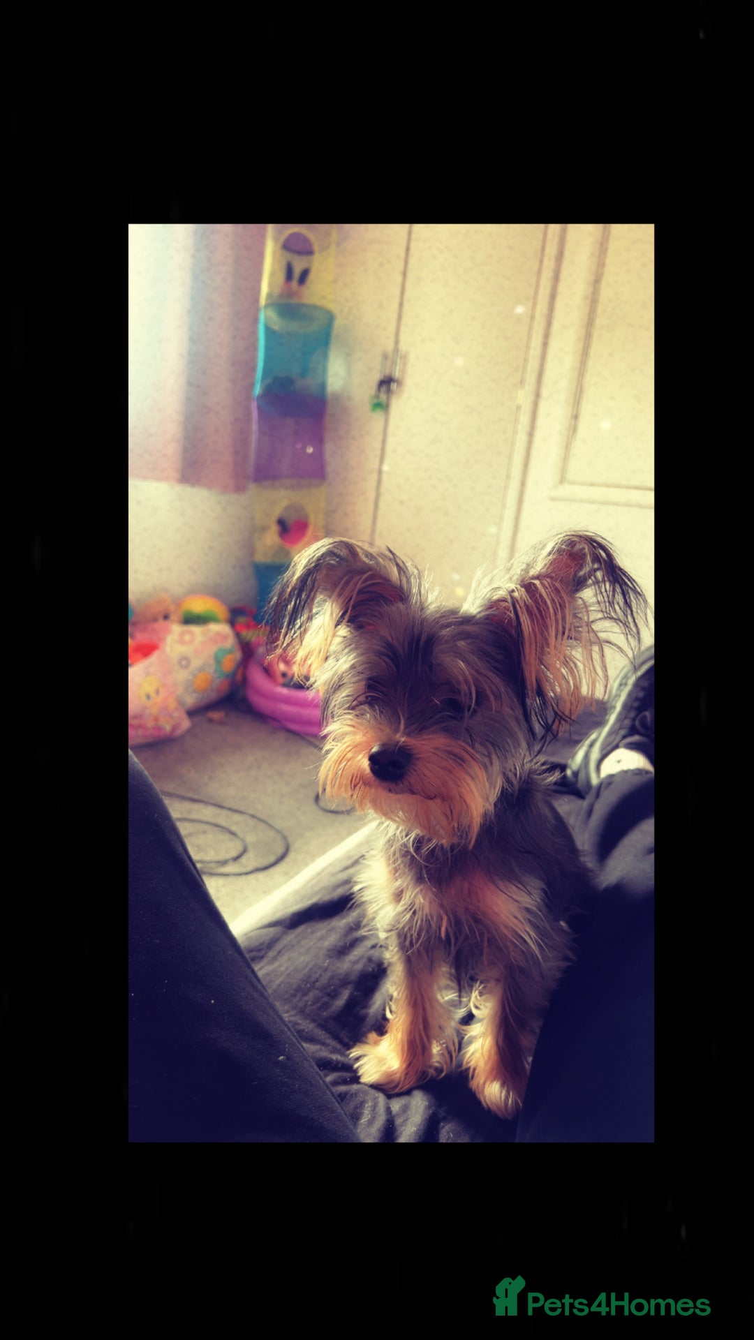 Yorkshire Terrier dogs for sale: Dog for sale - Image 1