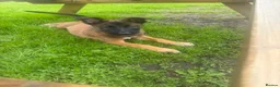 Belgian Shepherd Dog dogs for sale: RARE BLACK&BROWN BELGIAN MALINOIS PUPPIES - Advert 17