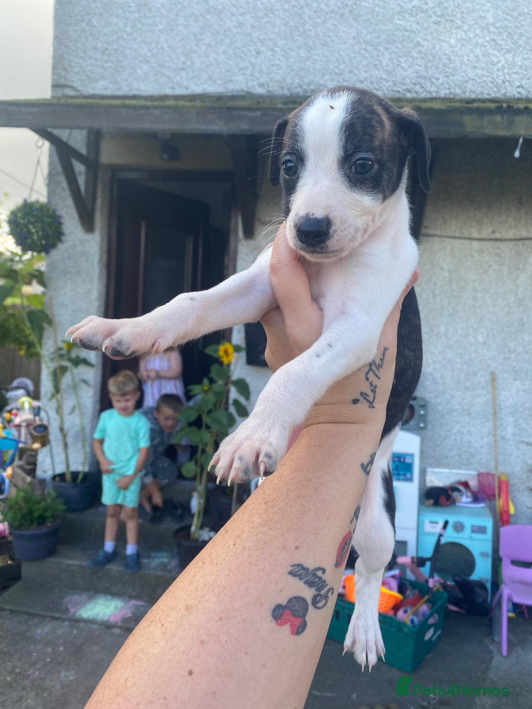 Lurcher dogs for sale: Eight gorgeous mix breed pups - Image 5