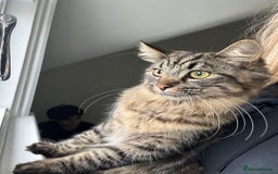 British Longhair cats for sale: Neutered Cat Looking for a Loving Home 🐾 - Image 3