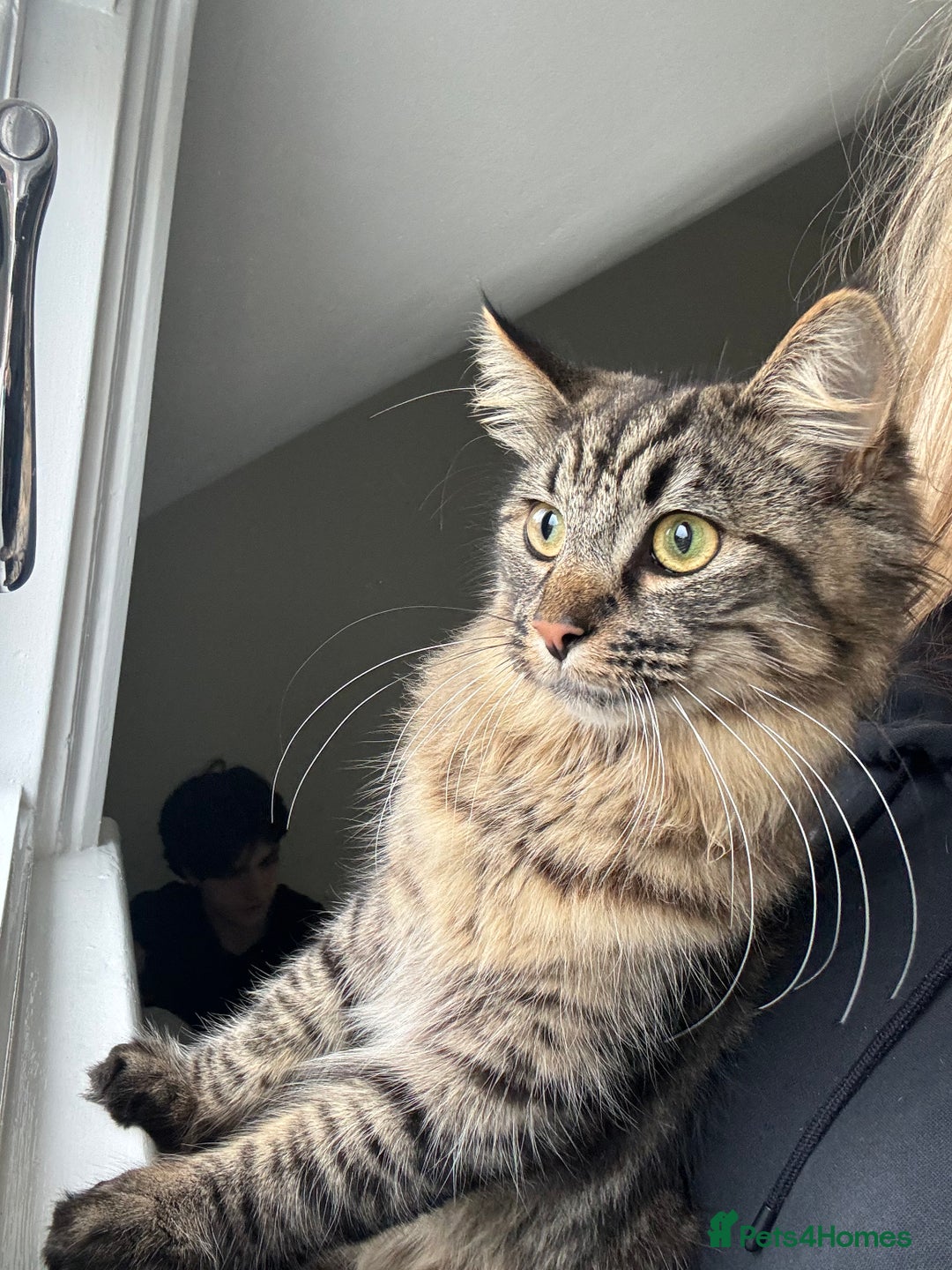 British Longhair cats for sale: Neutered Cat Looking for a Loving Home 🐾 - Image 3
