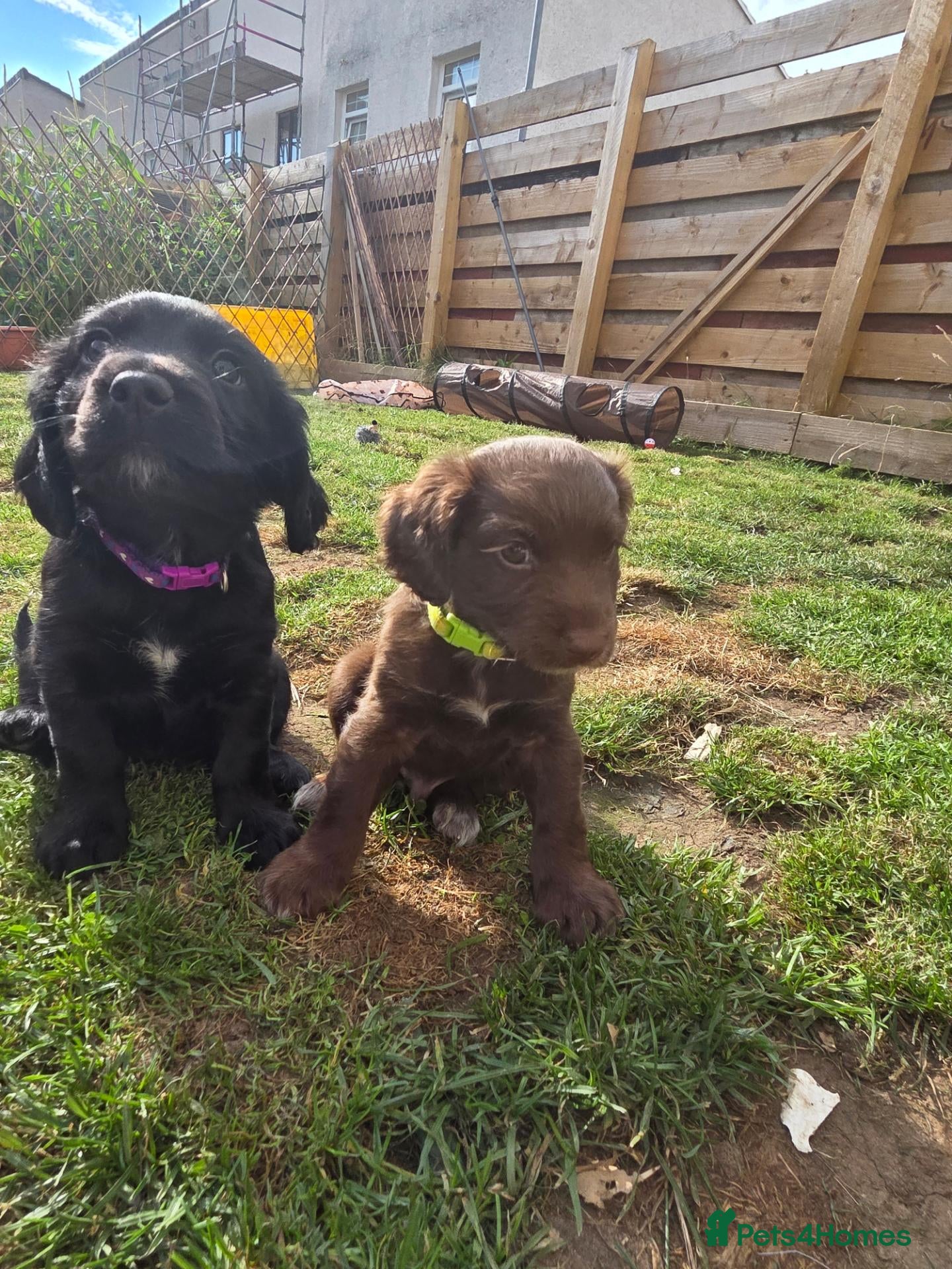 Mixed Breed dogs Field spaniel cross puppies kc Activity registered - Advert 3
