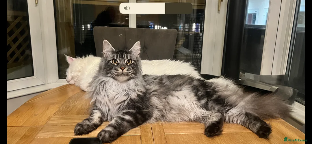 Maine Coon cats for stud: TICA/GCCF stud available + kittens available  in Brighouse - Advert 13