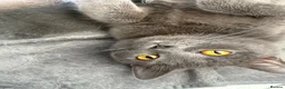 British Shorthair cats for sale: British shorthair / Russian blue  - Advert 13