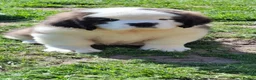 Saint Bernard dogs for sale: Show Quality Saint Bernard's  - Advert 33