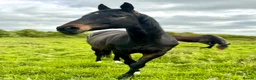 English Thoroughbred horses for sale: URGENT home needed for Thoroughbred Gelding in Weston-super-Mare - Advert 1