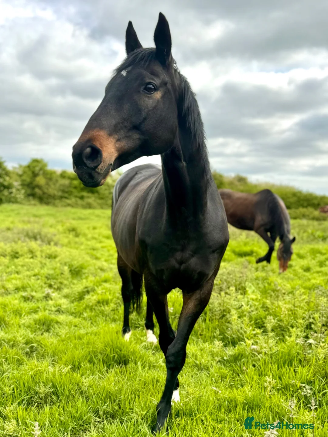 English Thoroughbred horses for sale: URGENT home needed for Thoroughbred Gelding in Weston-super-Mare - Advert 1