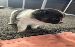 Chihuahua dogs for sale: Full pedigree Chihuahua puppies  - Image 35