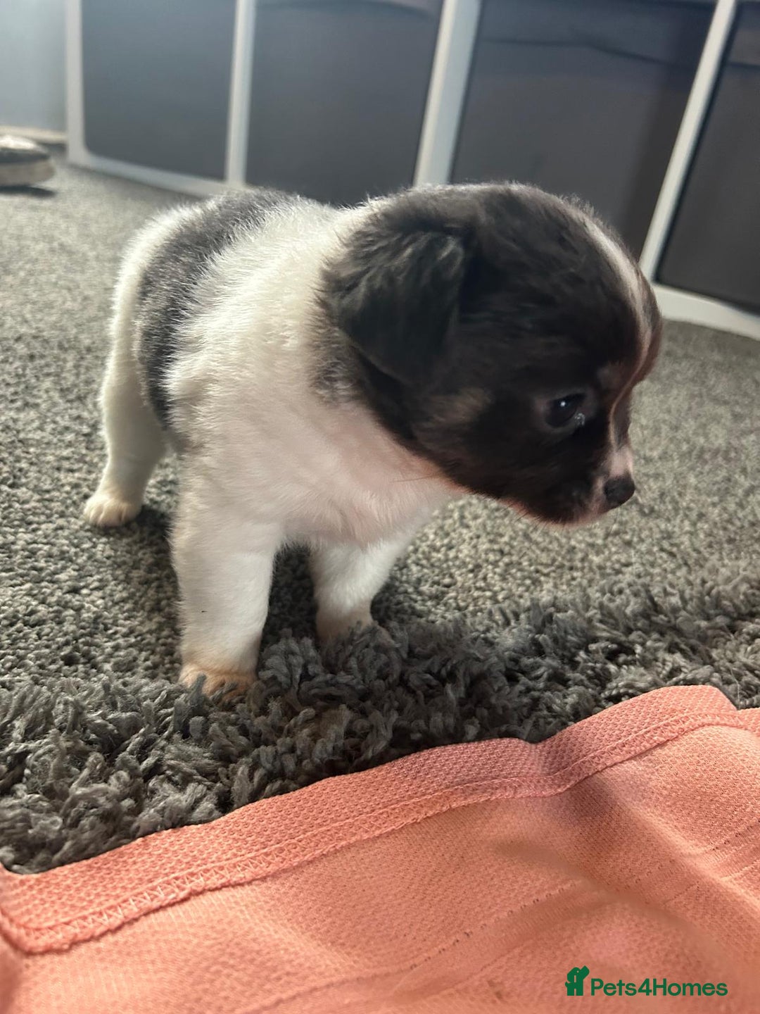 Chihuahua dogs for sale: Full pedigree Chihuahua puppies  - Image 35