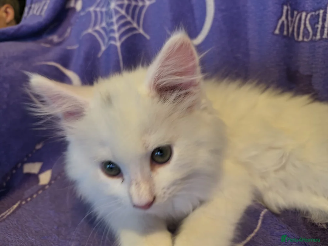 Maine Coon cats for sale: Male maine coon kitten for sale  - Advert 2