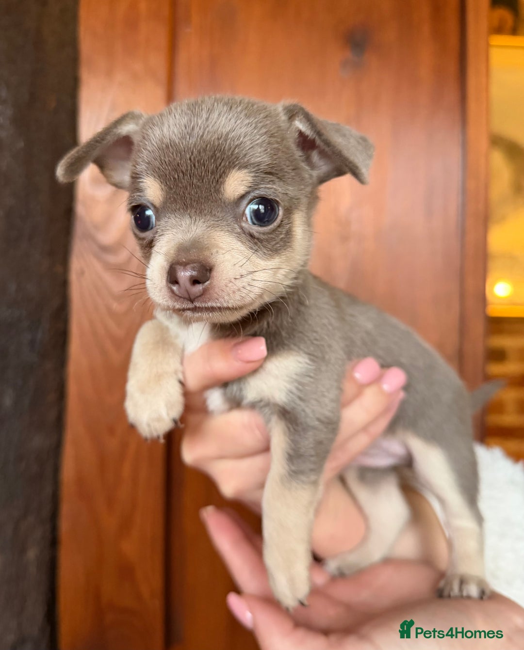 Chihuahua dogs for sale: Stunning Blue & Tan Male Chihuahua puppy - Advert 1