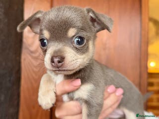 Chihuahua dogs Stunning Blue & Tan Male Chihuahua puppy - Advert 1