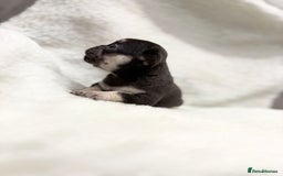 French Bulldog dogs for sale: Beautiful litter off French bulldog puppies  - Image 8