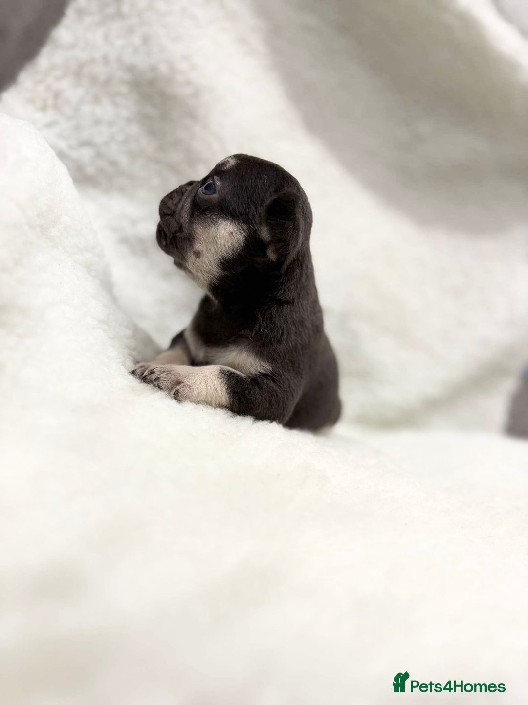 French Bulldog dogs for sale: Beautiful litter off French bulldog puppies  - Image 8