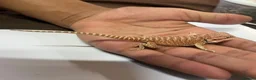 Bearded Dragon reptiles for sale: Baby Hypo bearded dragons🦎 - Advert 4