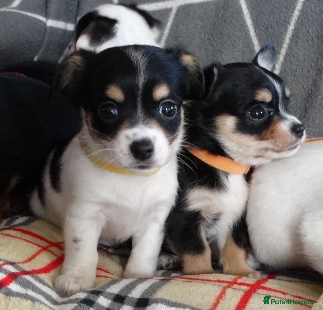 Jack Russell dogs for sale: Beautiful Jack Russell/chihuahua mix puppies - Advert 21