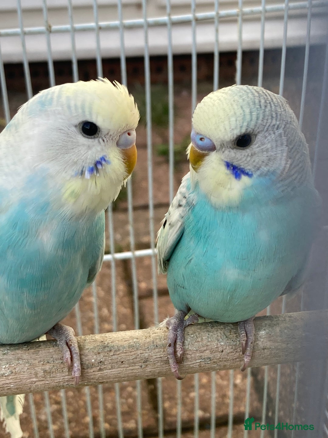 Budgerigars birds for sale: Young budgies for sale in Norbury - Image 8