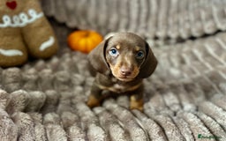 Dachshund dogs for sale: Dachshunds mini puppies   - Image 17
