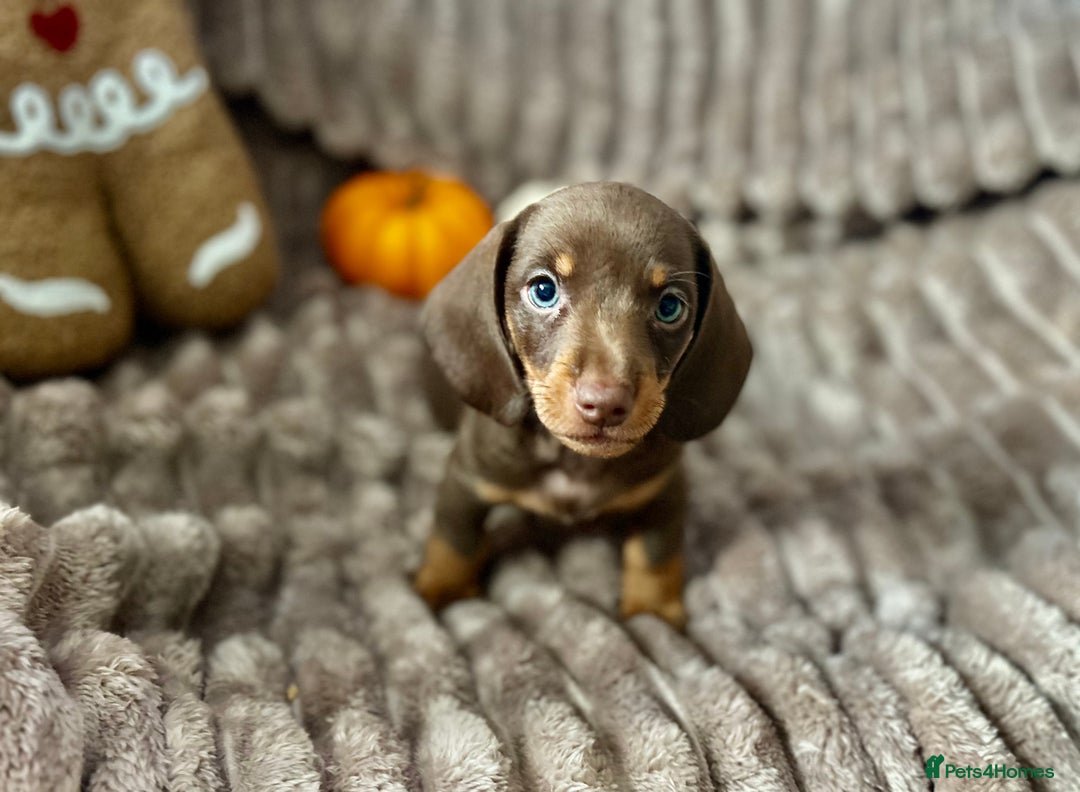 Dachshund dogs for sale: Dachshunds mini puppies   - Image 17