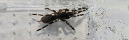 Tarantulas invertebrates for sale: TARANTULA COLLECTION FOR SALE - Advert 6