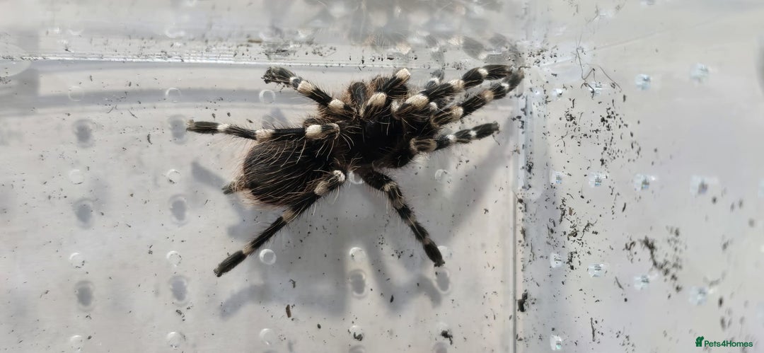 Tarantulas invertebrates for sale: TARANTULA COLLECTION FOR SALE - Advert 6