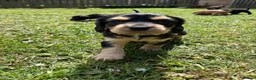 Sprocker dogs for sale: Sprocker puppies in Sandy - Advert 8