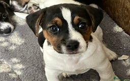Jack Russell dogs for sale: Jack Russell Pup - Advert 3