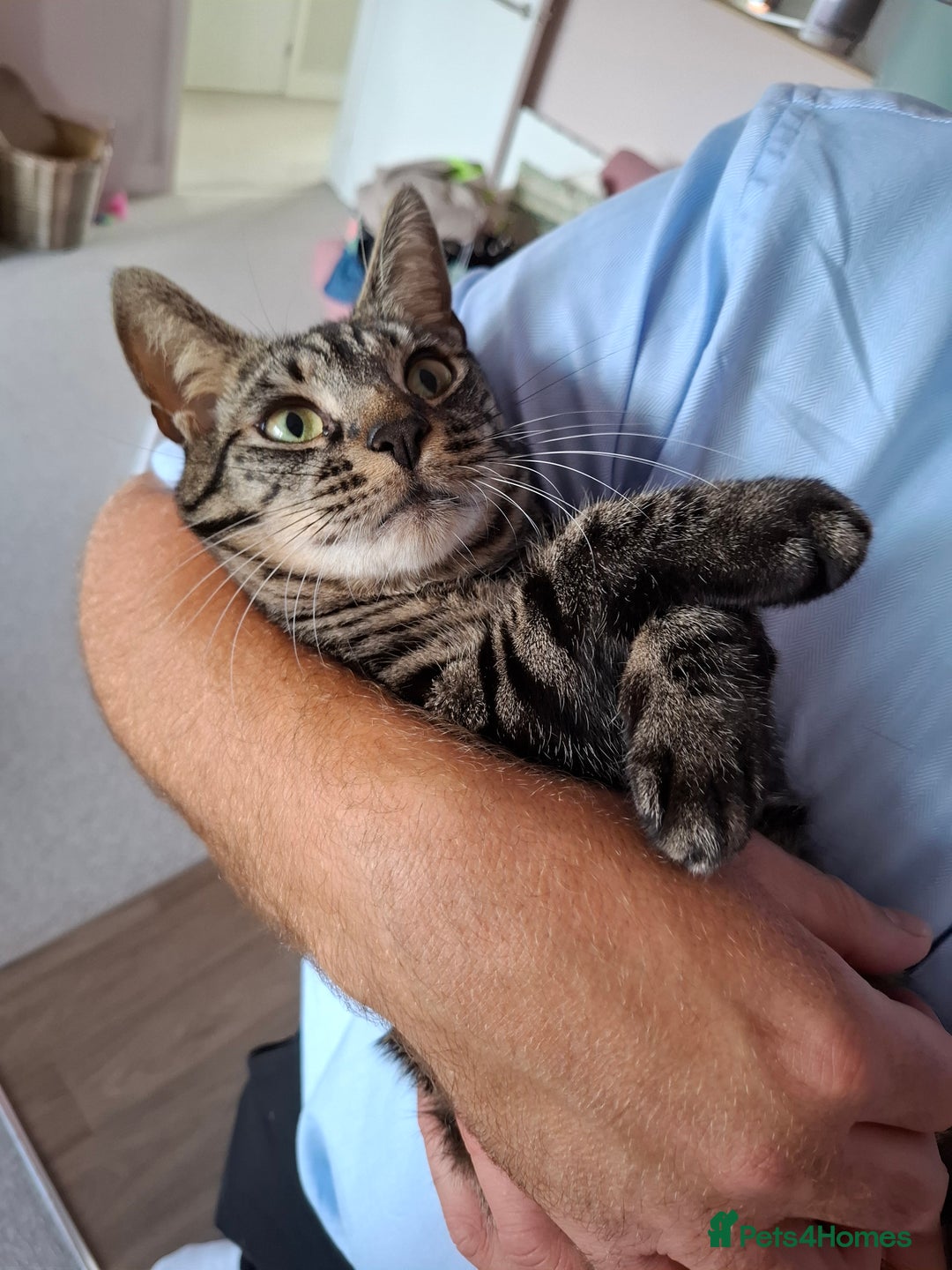Domestic Shorthair cats for sale: Rehoming our beautiful Callie - Image 8