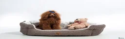 Cavapoo dogs for sale: F1 Red Toy Cavapoo Puppies 5* home bred DNA  - Advert 28