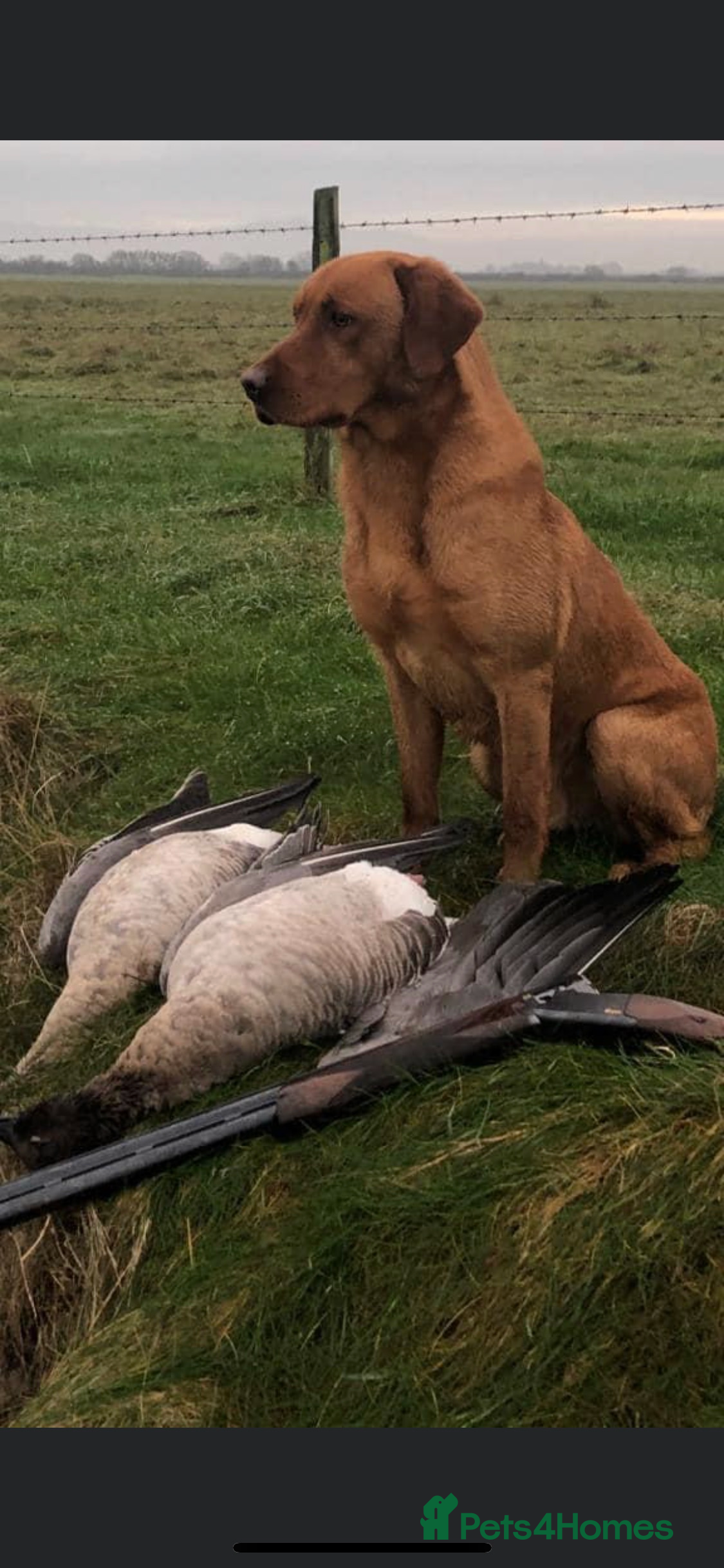 Labrador Retriever dogs PROVEN STUD Brock - Advert 23