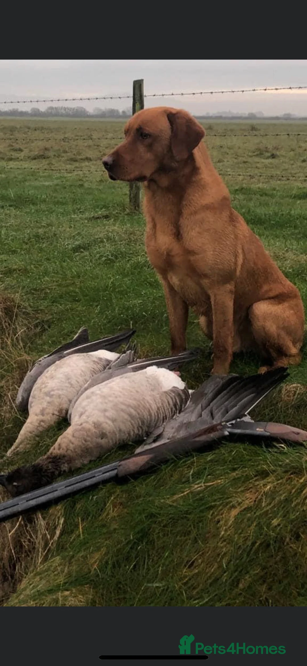 Labrador Retriever dogs for stud: PROVEN STUD Brock - Advert 1