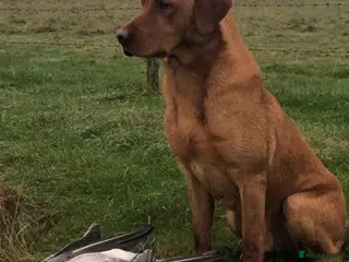 Labrador Retriever dogs PROVEN STUD Brock - Advert 23