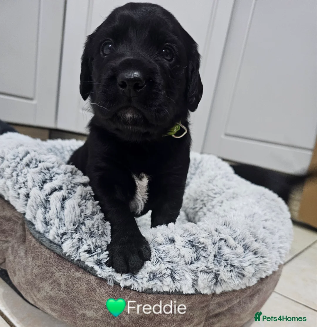 Cockerdor dogs for sale: The most loving Cockerdor/Spanador - Advert 3