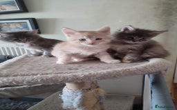 Maine Coon cats for sale: Adorable Maine coons - Image 3