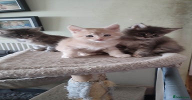 Maine Coon cats - Advert 12