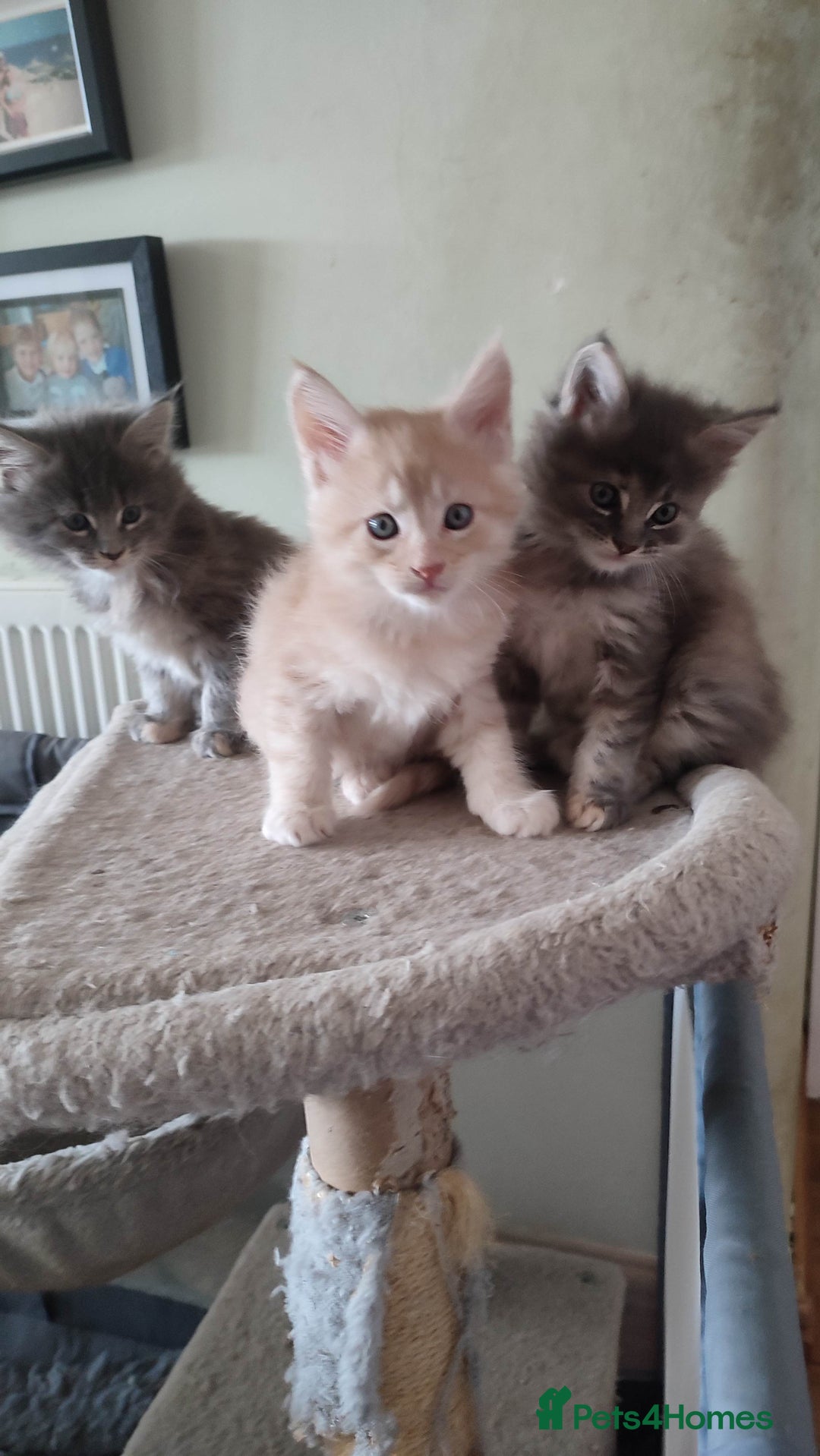 Maine Coon cats for sale: Adorable Maine coons - Image 3