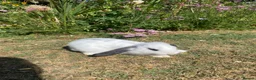 French Lop rabbits for sale: Beautiful French lops for sale Mixed gender - Advert 14