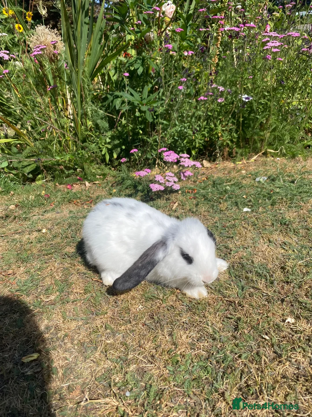 French Lop rabbits for sale: Beautiful French lops for sale Mixed gender - Advert 14