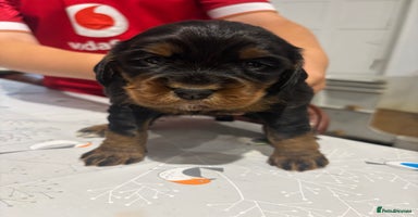 Cocker Spaniel dogs - Advert 11