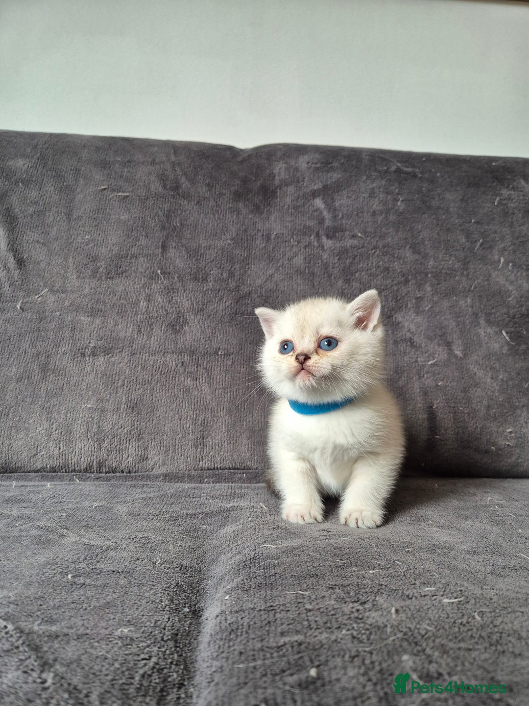 British Shorthair cats for sale: TICA Blue/gold/silver colourpoint - Image 14