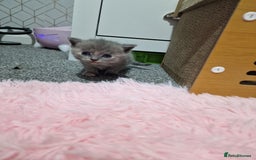 Mixed Breed cats for sale: Bsh cross maine coon - Image 12